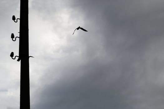 Silhouette of seagull and the power pole on a dark cloudy sky.