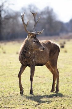 wild deer in alert in a meadow