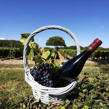 red wine bottle and grapes in a basket