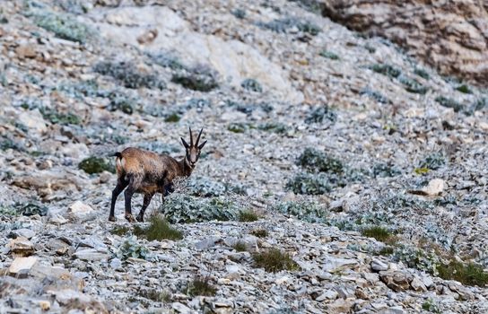 Chamois (Rupicapra rupicapra) looking back in natural environment in teh South French Alps.