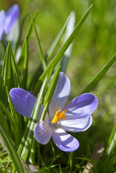 Blooming purple crocus flower in the green grass, early spring