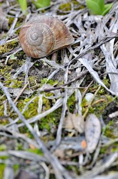 Snail in the forrest