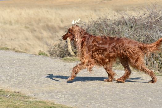 Red Setter walking with Stick