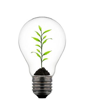 plant growing inside the light bulb