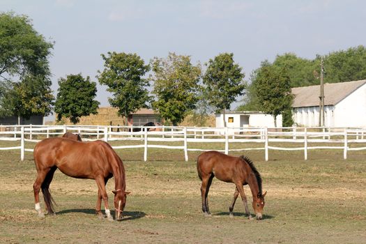 horse and foal in corral farm scene