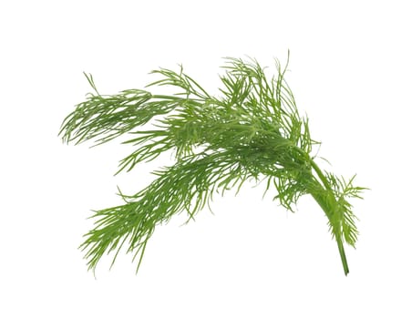 Fresh dill