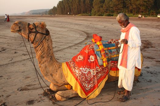 A poor Indian man with his camel waiting for customers for his camel ride on a beach, on an evening.