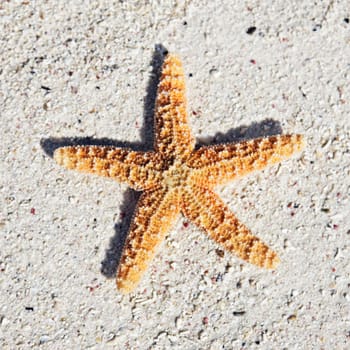 orange seastar on sand on a caribbean beach