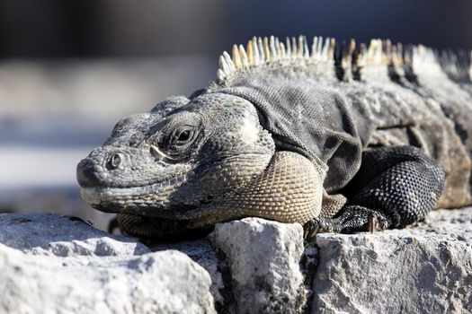 Wild iguana portrait on the rock under the sun