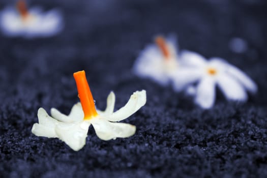 A metaphorical image of a white flower on a blue background depicting peace.