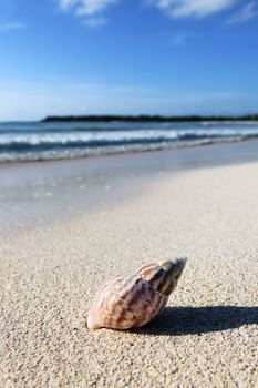 nautilus shell on a beach sand, against sea waves
