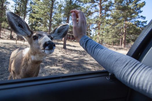 A curious deer approaches a car