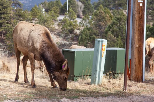 Female elk grazes near electric utilities