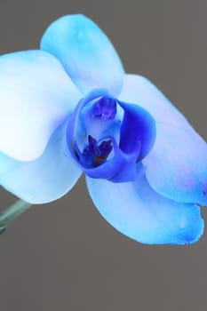 Blue Phalaenopsis Orchid