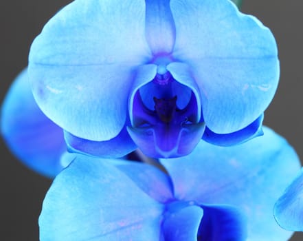 Blue Phalaenopsis Orchid