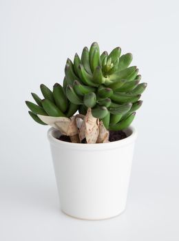Plant in a white pot isolated