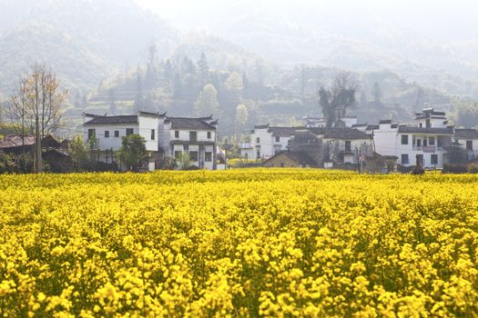 Rural landscape in Wuyuan, Jiangxi Province, China. 