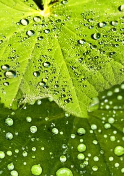 Medicine plant lady`s mantle with dew drops