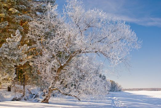 Tree in inei stands by the frozen lake