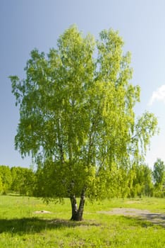 Russian birch tree standing alone in a meadow