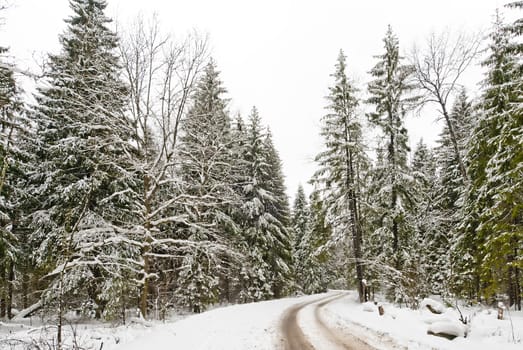 Road in a winter snow-covered wood