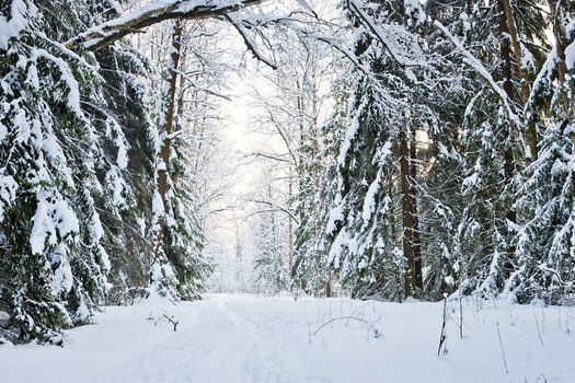 Winter road in a snowy forest