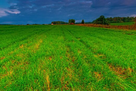 Green grass in a field in the early morning