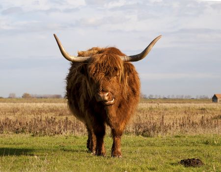 Scottish highlander in the pasture with a blue sky in the background