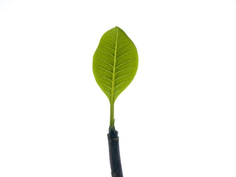 green leaf of Plumeriain a pot on a white background
