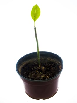 green leaf of Plumeriain a pot on a white background