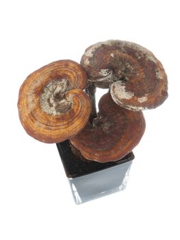 Ganoderma in a flowerpot