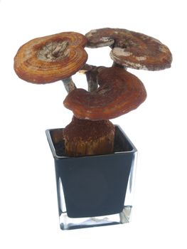 Ganoderma in a flowerpot,