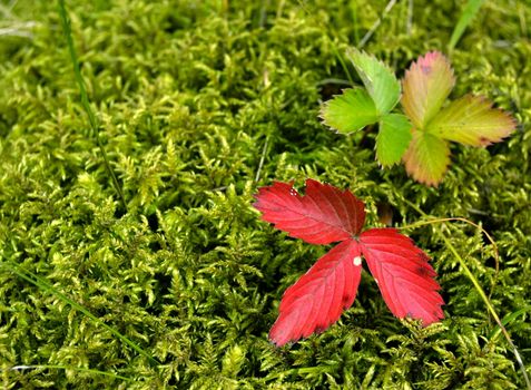 autumn strawberry leaves on moss