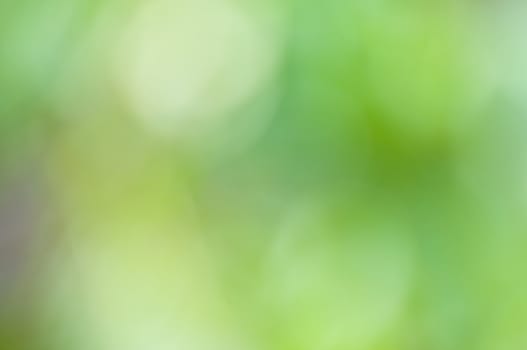 defocus of green background