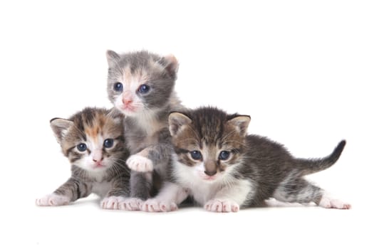 Three Adorable Baby Kittens on a White Background