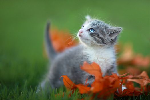 Cute Baby Kittens Playing Outdoors in the Grass