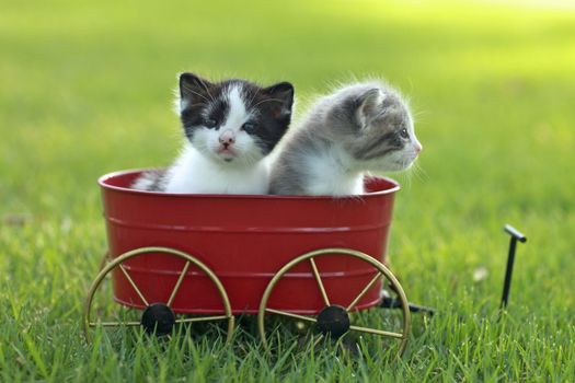 Cute Little Kittens Outdoors in Natural Light