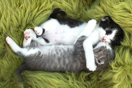 Cute Little Kittens Outdoors in Natural Light