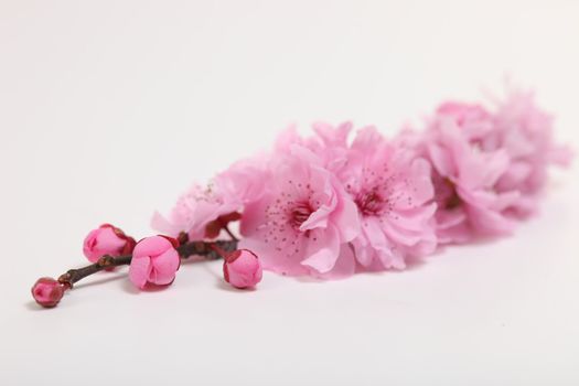 Pink Cherry Blossom Sakura on White Background