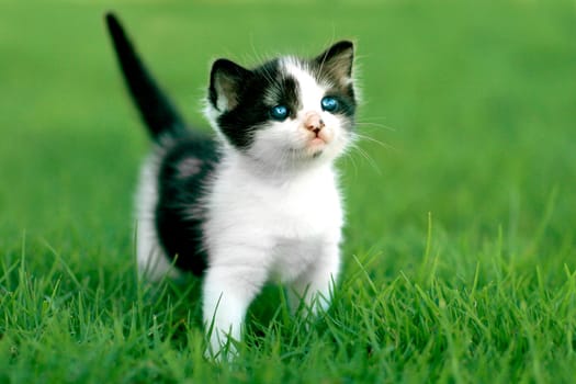 Cute Little Kitten Outdoors in Natural Light