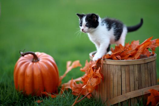 Cute Baby Kittens Playing Outdoors in the Grass