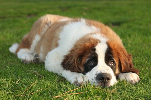 Adorable Saint Bernard Purebred Puppy 