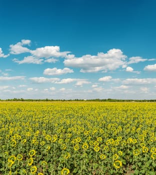 field with back side of sunflowers and sky with clouds