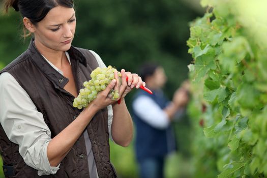 Winemaker with bunch of grapes