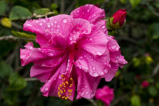 Flower and Bud Hibiscus after the rain.