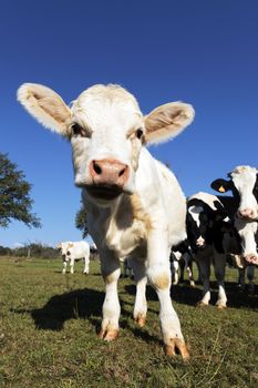 cute funny calf on farmland in summer 