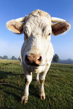 portrait of white calf in the morning