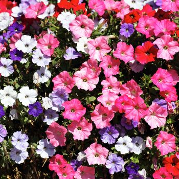 pink, red, white and violet flowers in spring