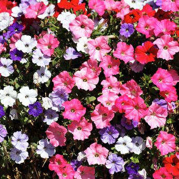 pink, red, white and violet flowers in spring