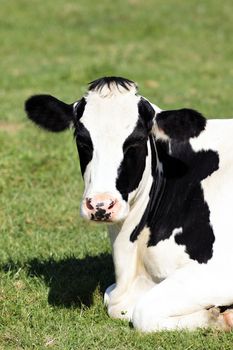 Portrait of black and white cow lying down